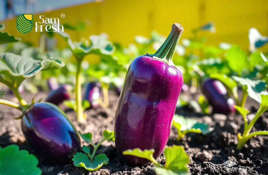 Brinjal - 5am Fresh